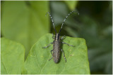 Distelboktor - Agapanthia villosoviridescens