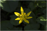 gewoon Speenkruid - Ranunculus ficaria