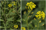 gewone Steenraket - Erysimum cheiranthoides