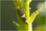 gewone witvlekmot - Incurvaria masculella