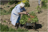 Lies bezig in de moestuin