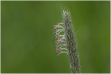 Zegge - Carex -spec.