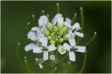 Look-zonder-look - Alliaria petiolata