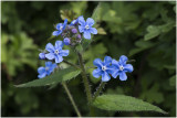 overblijvende Ossentong - Pentaglottis sempervirens