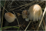 gewone Glimmerinktzwam - Coprinellus truncorum