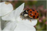 veelkleurig Aziatisch Lieveheersbeestje - Harmonia axyridis 