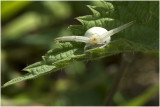 Kameleonspin - Misumena vatia