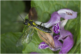 groene Bladwesp - Tenthredo mesomela 