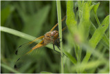 bruine Korenbout - Libellula fulva