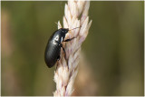 Glansloopkeversoort - Amara spec