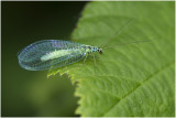 blauwe Gaasvlieg - Chrysopa perla