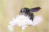 blauwzwarte Houtbij - Xylocopa violacea