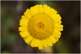 gele Kamille - Anthemis tinctoria