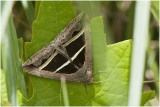 Spinneruilensoort - Grammodes bifasciata 