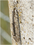 Mierenleeuw - Palpares libelluloides