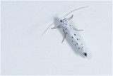 Spinselmottensoort - Yponomeuta spec