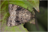 Piramidevlinder - Amphipyra pyramidea