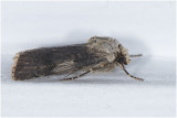 Puta-uil  - Agrotis puta