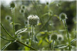 kleine Kaardenbol - Dipsacus pilosus 