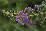 harig Wilgenroosje - Epilobium hirsutum