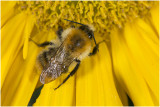 gewone Aardhommel - Bombus terrestris