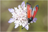 Zygaena minos