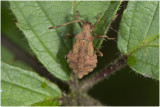 nimf van de Zuringwants - Coreus marginatus