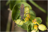 Randwantsensoort - Dicranocephalus medius
