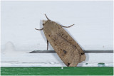 Huismoeder - Noctua pronuba