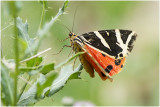 Spaanse Vlag - Euplagia quadripunctaria
