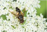Kegelbijvlieg - Eristalis pertinax