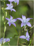 Rapunzelklokje - Campanula rapunculus