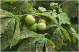 Paardenkastanje - Aesculus