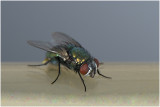 groene Vleesvlieg - Phaenicia sericata