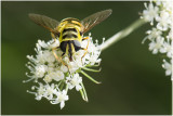 Doodshoofdzweefvlieg - Myathropa florea