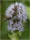 zilveren Blaaskopvlieg - Conops quadrifasciatus