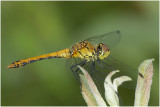 bloedrode Heidelibel - Sympetrum sanguineum