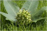 Plataan - Platanus
