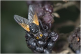 Schorsvlieg - Mesembrina meridiana