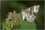 bonte Bandspanner - Epirrhoe tristata