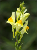 Vlasbekje - Linaria vulgaris 