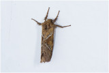 oranje Wortelboorder - Triodia Sylvina