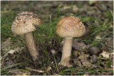 Parelamaniet - Amanita rubescens