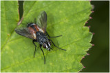 Sluipvliegensoort - Eriothrix rufomaculata 