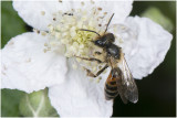 Roodrandzandbij - Andrena rosae