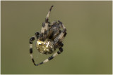 Viervlekwielwebspin - Araneus quadratus