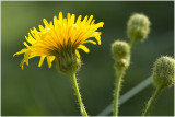 Akkermelkdistel - Sonchus arvensis 