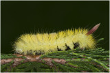Meriansborstel - Calliteara pudibunda