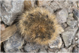 rups van de kleine Beer - Phragmatobia fuliginosa