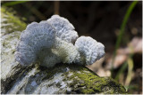 Waaiertje - Schizophyllum commune